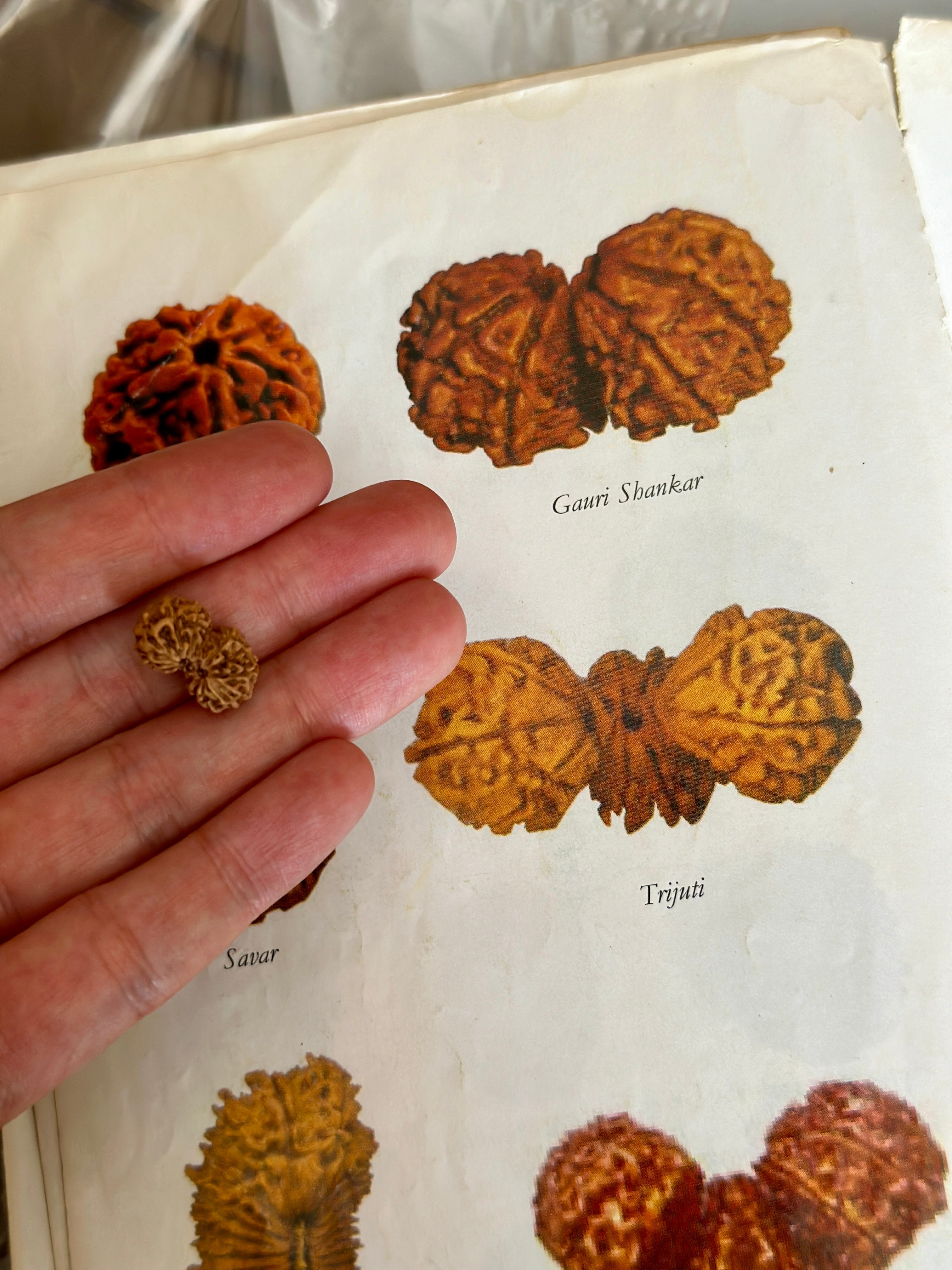 5-Face Rudraksha Mala 108 beads(Tridatu) 五面金剛菩提念珠(三色)