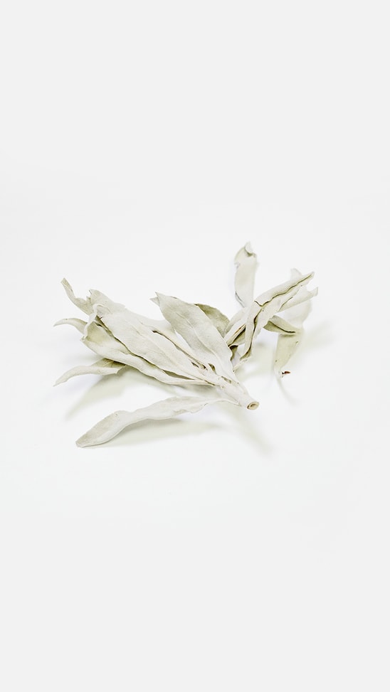 Ethically Wildcrafted Sage〔野生鼠尾草〕