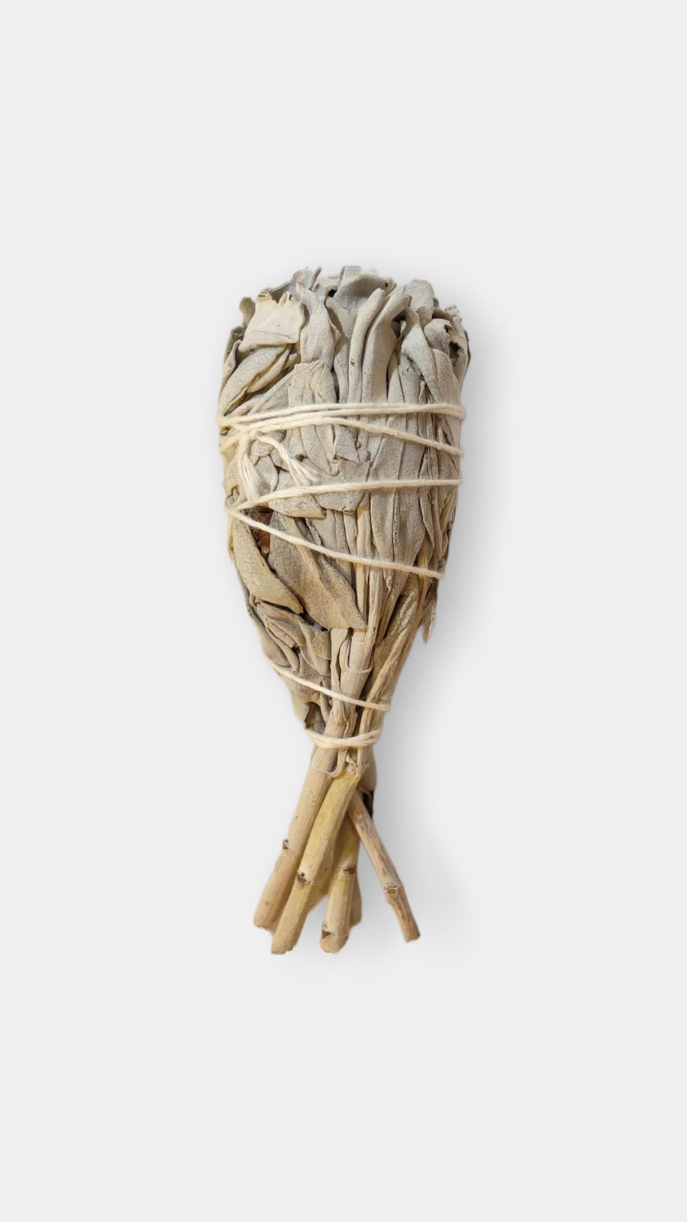 Ethically Wildcrafted Sage〔野生鼠尾草〕